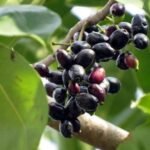 Benefits of Jamun: Amazing health advantages of the summer fruit Benefits Of Jamun Health Advantage of Summer Fruit