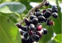Benefits of Jamun: Amazing health advantages of the summer fruit Benefits Of Jamun Health Advantage of Summer Fruit