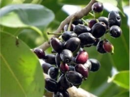 Benefits Of Jamun Health Advantage of Summer Fruit
