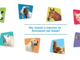 Importance of Animal